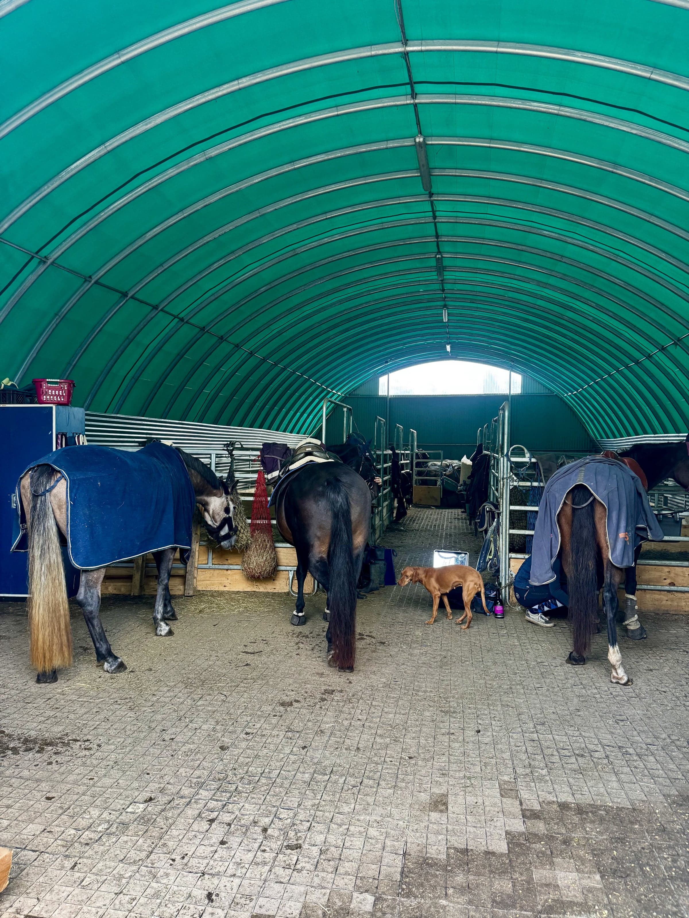 Stallhalle mit grünem Bogendach: eingedeckte Pferde stehen in ihren Boxen, im Gang ein Hund