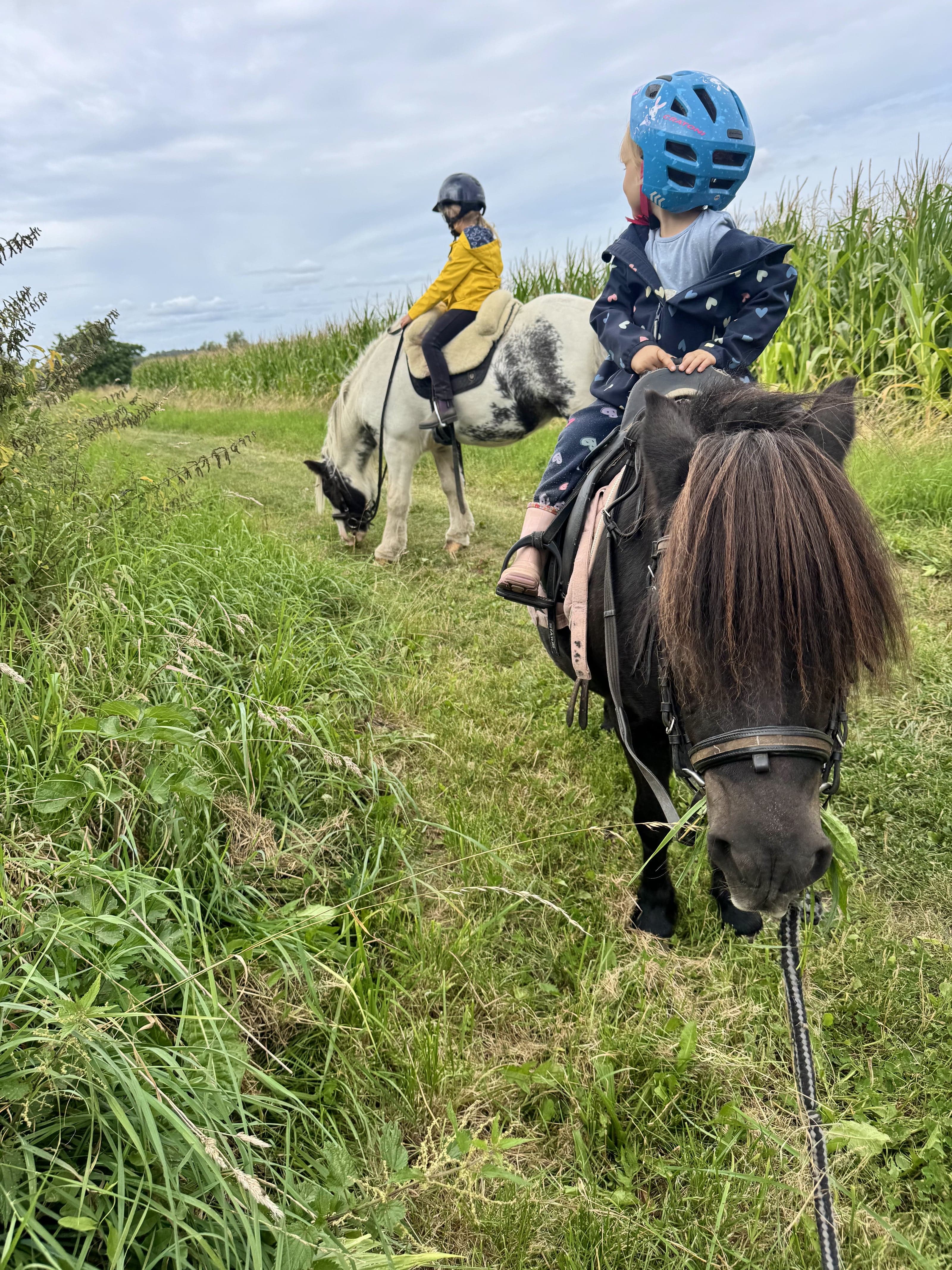Zwei kleine Kinder mit Reithelm sitzen auf Ponys am Rand eines Maisfelds, das vordere Pony wird am Strick geführt