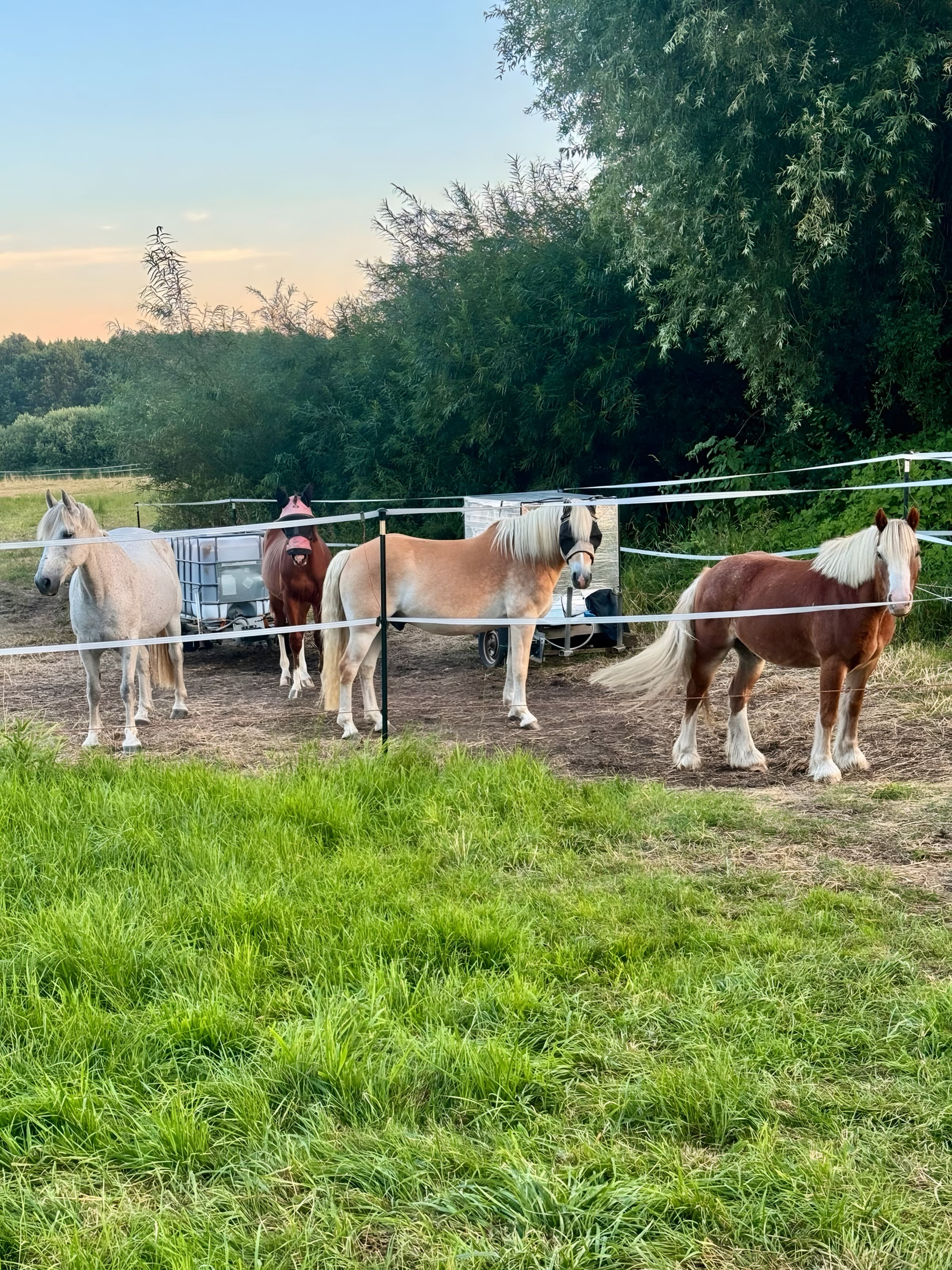 Vier Pferde und Ponys stehen am Weidezaun, dahinter Bäume im Abendlicht