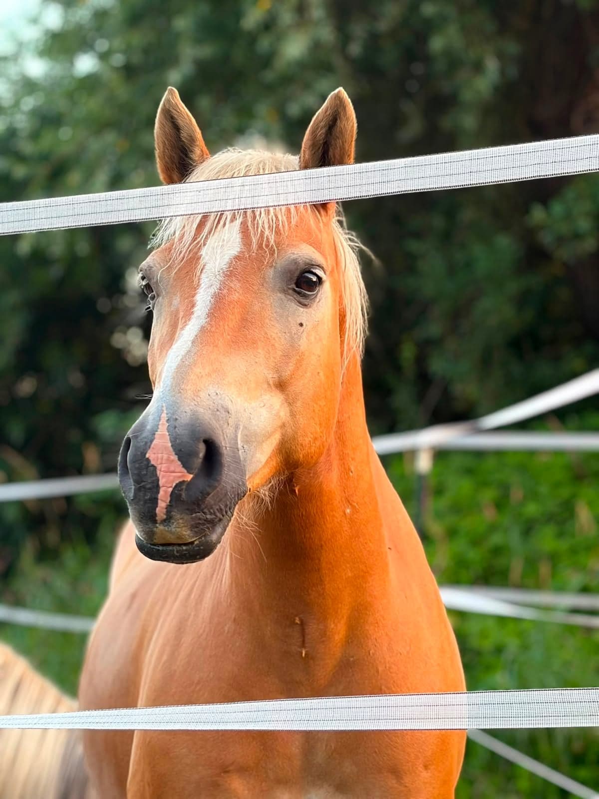 Fuchsfarbenes Pony mit heller Blesse schaut zwischen den Bändern des Weidezauns in die Kamera