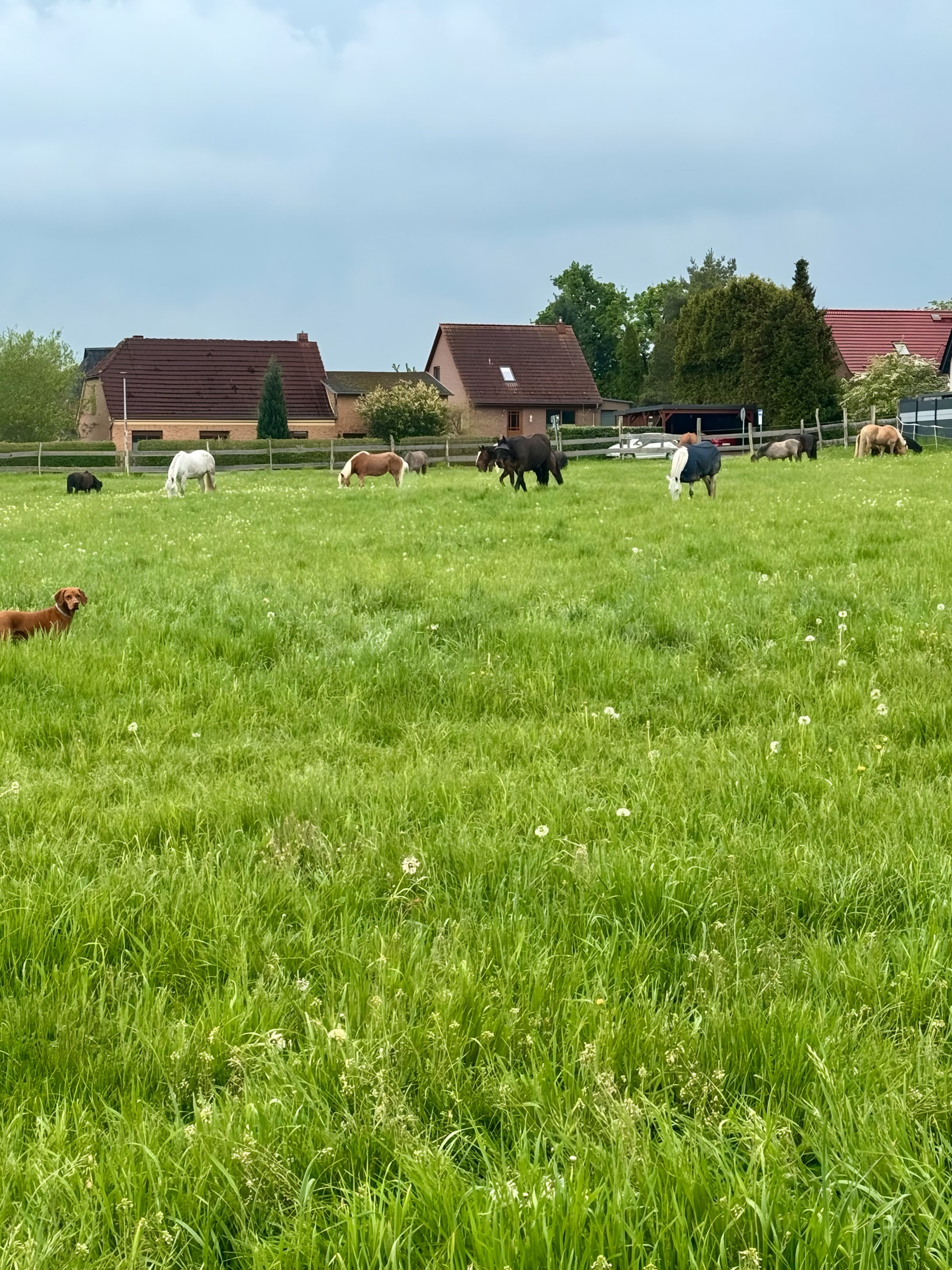 Pferde grasen auf einer grünen Weide, dahinter Häuser und Bäume