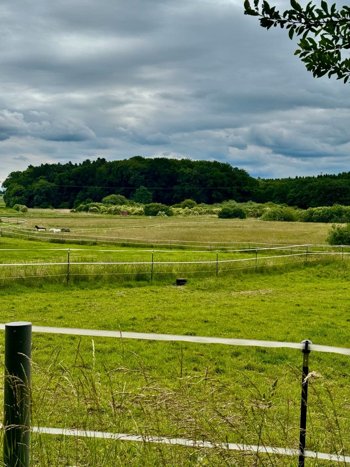 Weite, grüne Weide mit Zaun unter Wolken, am Horizont Wald