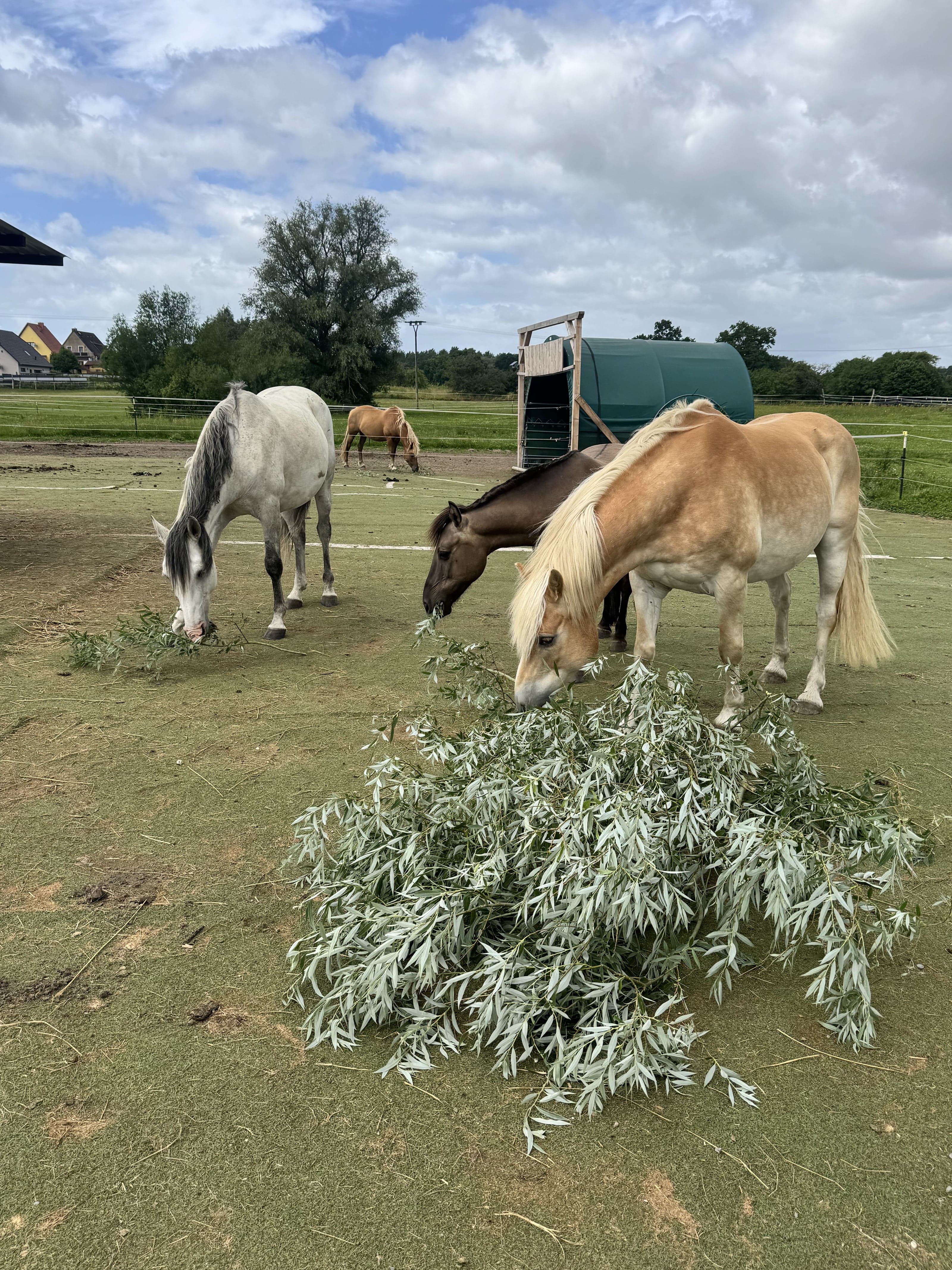 Drei Pferde fressen auf dem Paddock von einem Haufen frischer Weidenzweige