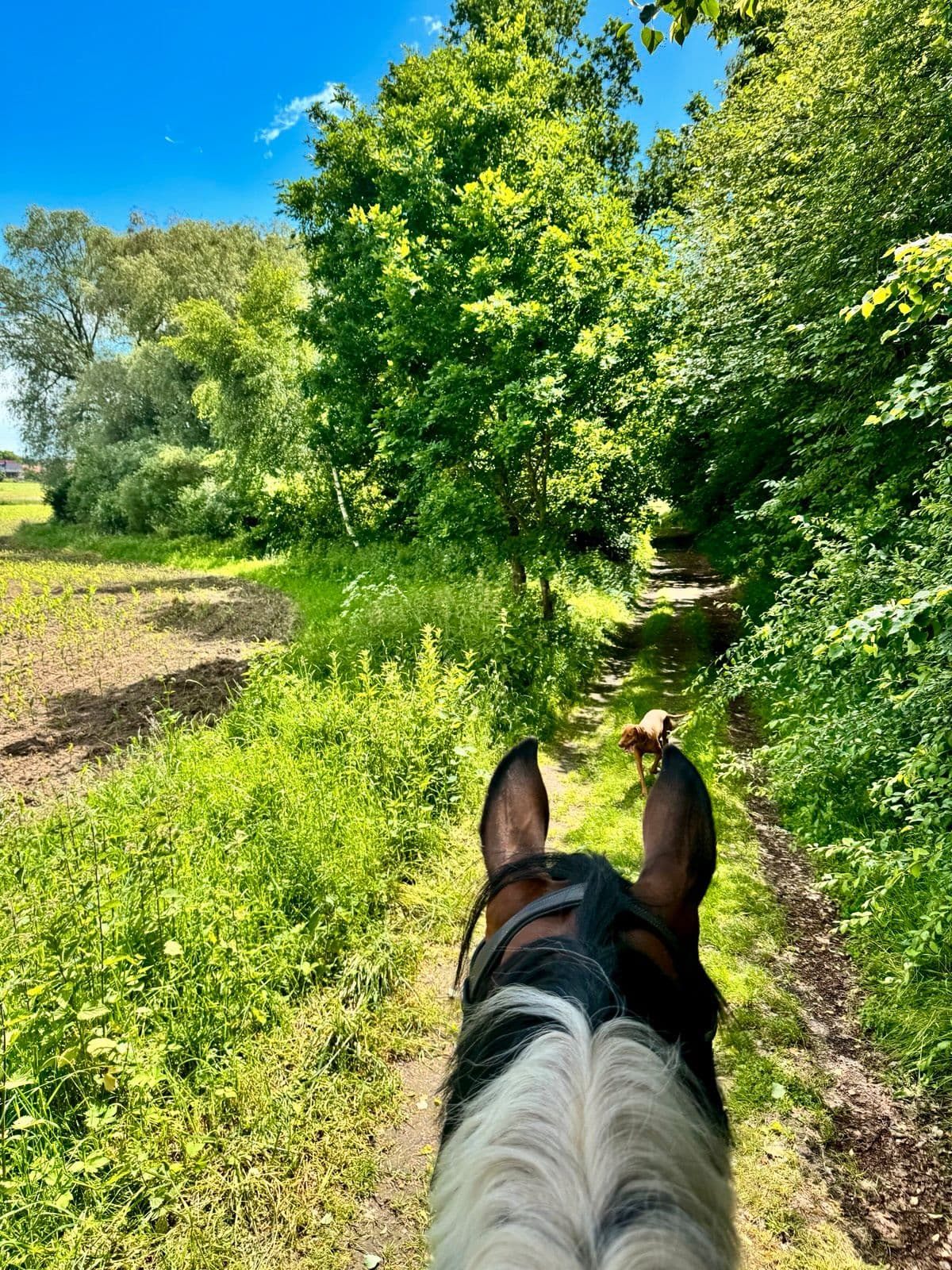 Blick zwischen den Ohren eines dunklen Pferdes auf einen schmalen, grünen Feldweg