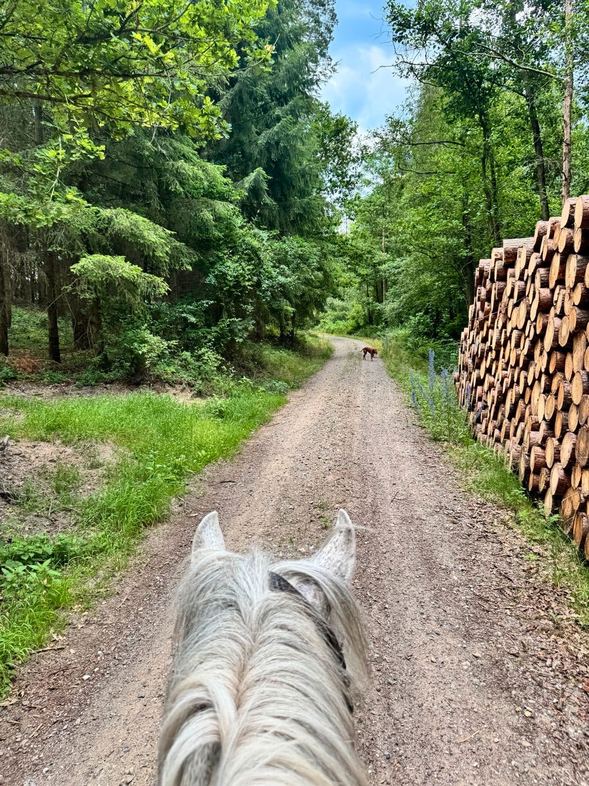 Ausritt aus Reitersicht auf einem Waldweg, rechts ein langer Holzstapel