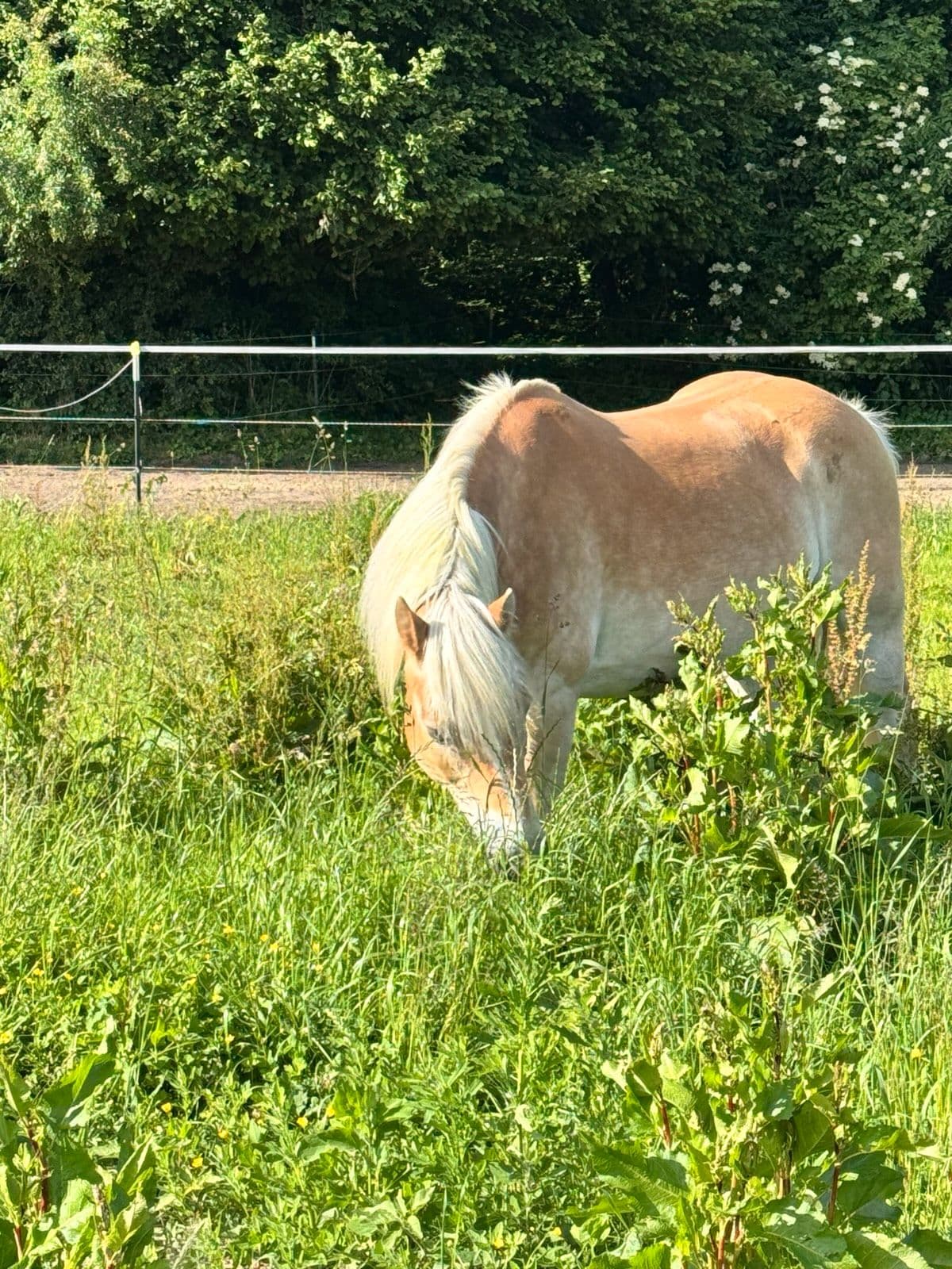 Haflinger mit heller Mähne grast auf der grünen Weide