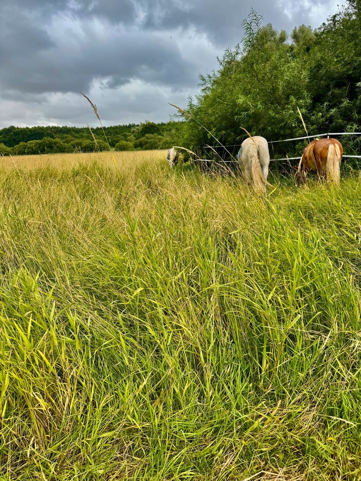 Hohes Gras auf der Weide, im Hintergrund zwei Ponys unter Bäumen